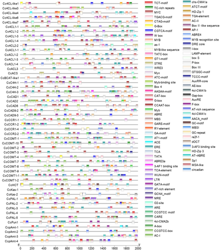 Figure 3. Promoter cis-regulatory element prediction of genes associated with capsaicin synthesis. Note: Different colors represent different cis elements.