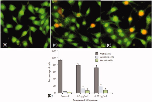 Figure 6. Dual staining with acridine orange and ethidium bromide for the analysis of apoptotic morphological changes in HeLa cells induced by compound 1 and observed under fluorescence microscopy. (A) Control (B) 0.5 µg/mL, and (C) 0.75 µg/mL. Magnification: 200×. (D) Quantification of apoptotic and necrotic cells based on the uptake of acridine orange and ethidium bromide in more than 300 cells. All data are expressed as mean ± SE. *Significant p < 0.05 compared with corresponding controls.