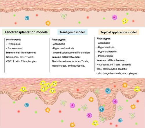 Figure 4 A summary of various methods used to create animal models for studying psoriasis. Various techniques have been utilized to generate animal models of psoriasis, with each method resulting in chronic inflammatory hyperproliferative skin phenotypes that bear resemblance to psoriasis. These manipulations, which involve different cell types and molecular mechanisms, may induce the development of hyperproliferative inflammatory skin changes, suggesting diverse pathogenic mechanisms (elaborated in the text).