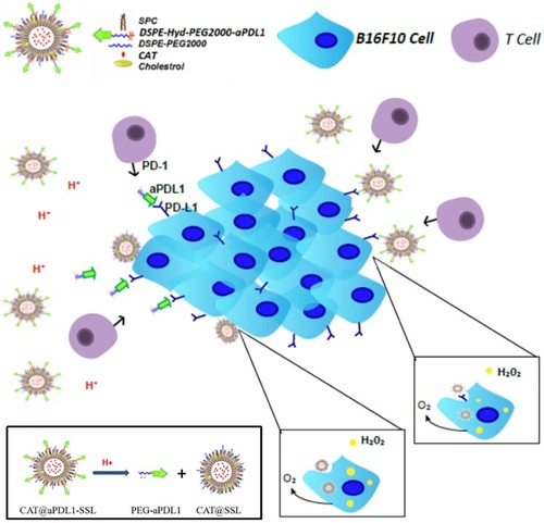 Figure 1 The schematic diagram of the structure and activating mechanism of CAT@aPDL1-SSL.Note: CAT@aPDL1-SSLs block the PD-1/PD-L1 pathway and deliver CAT into tumor cells to relieve hypoxia, promoting T lymphocyte infiltration and enhancing immunotherapeutic effects.Abbreviations: aPDL1, programmed death ligand 1 monoclonal antibody; CAT, catalase; SSL, sterically stabilized liposome; aPDL1-SSLs, aPDL1 modified immunoliposomes; CAT@aPDL1-SSLs, CAT-loaded and aPDL1 modified immunoliposomes; SPC, Lecithin (soy beans); DSPE-PEG2000, Distearoylphosphatidylethanoloamine-methoxy-polyethylene glycol MW:2000; Hyd, hydrazine; PD-1, programmed death receptor 1; PD-L1, programmed death ligand 1.