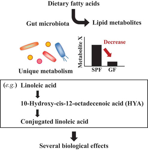 Figure 3. Fatty acid metabolism by commensal bacteria.