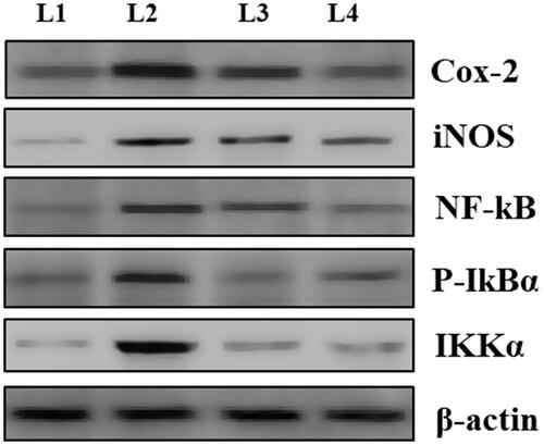 Figure 6. Effect of nimbolide on protein expression of cox-2, iNOS, Nf-kb, P-IkBα and IKKα in CFA-induced rheumatoid arthritis rats. L1-Group I: Control group; L2-Group II: Arthritis induced group; L3-Group III: Arthritis induced + nimbolide group and L5-Group IV: Arthritis induced + Diclofenac Sodium. Values expressed as mean ± SEM (n = 6) and analysed by one-way ANOVA followed by Tukey’s Kramer test. #p < .05 as compared to NC group. *p < .01 as compared to CFA group.
