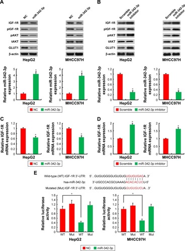 Figure 2 IGF-1R is a direct target of miR-342-3p.