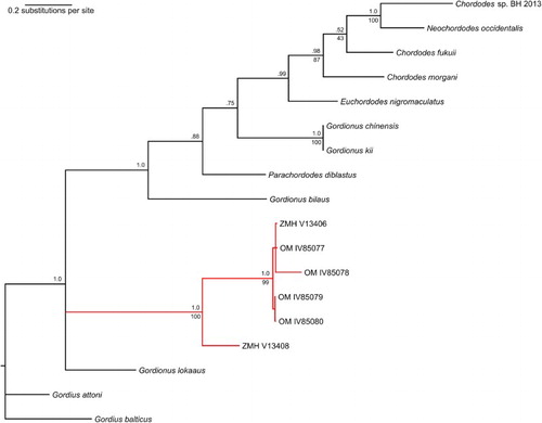 Figure 3. Composite CO1 maximum likelihood (ML)/Bayesian inference phylogenetic tree of Gordionus maori specimens and selected nematomorph reference sequences. Bayesian posterior probabilities shown above nodes; ML bootstrap support values shown below nodes. The branch containing the specimens of Gordionus maori n. sp. is marked in red. The labels of the specimens are their accession numbers (see text).