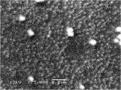 Figure 7 SEM examination of SNPs.Notes: SEM image showing the spherical shape of SNPs, with some SNPs aggregations. Scale bar, 0.2 µm.Abbreviations: SEM, scanning electron microscope; SNPs, silver nanoparticles.