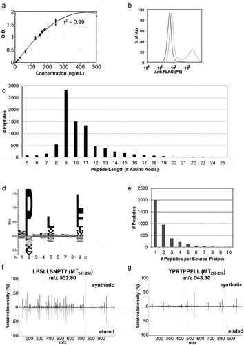 Figure 1. Soluble MHC elution matches H-2Dq profile and identifies H-2Dq PyMT-peptides . a) ELISA results of sMHC production from HeLa cells plotted against a standard curve of purified VLDL-tagged sMHC. b) Evaluation of PyMT expression using flow cytometry in HeLa-H-2Dq cells. An N-terminal flag-tag was engineered onto PyMT and an anti-FLAG antibody was used for staining. c) Peptide length distribution, d) Binding motif generated with Seq2Logo, e) Source protein distribution of eluted peptides, c-e) represent data from 8424 peptides eluted from soluble H-2Dq and PyMT co-transfected HeLa cells, f,g) MS2 fragment spectra from DDA acquisition containing b/y ions from synthetic MT241-250 and MT288-296 and sMHC-eluted peptides
