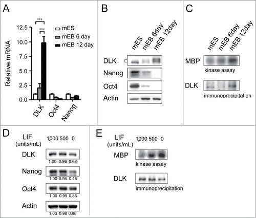 Figure 2. DLK activity is upregulated upon differentiation. (A) The mRNA expression levels of DLK increased upon differentiation. DLK, Nanog, and Oct4 transcripts from D3 mouse ES cells and mouse EBs (6th and 12th days) were quantified by real-time quantitative PCR analyses. Mouse EBs were prepared by suspension method described in the material and methods. (B) The protein expression level of DLK, Nanog, and Oct4 proteins in mouse ES cells and EBs were detected by Western blotting. (C) DLK enzyme activity increased upon differentiation (EB). DLK protein in mouse ES cells and EBs (6th and 12th days) were precipitated with DLK antibody, and aliquoted for DLK kinase activity assays and Western blotting. Myelin Basic Protein (MBP) was used as a DLK substrate to evaluate DLK kinase activity. (D) Nanog protein level decreased upon the removal of LIF. Mouse ES cells maintained in feeder-free conditions were cultured with medium contained 1,000 units/ml of LIF, 500 units/ml of LIF, or without LIF. These cells were harvested for analysis of DLK, Nanog, and Oct4 protein expression by Western blotting. (E) DLK kinase activity increased upon LIF removal or reduction. Mouse ES cells maintained in feeder free conditions were cultured with medium contained 1,000 units/ml of LIF, 500 units/ml of LIF, or without LIF. DLK kinase activity was measured. The error bars in the figures represent standard error of the mean (mean±SEM). P values were obtained from 2-tailed Student's t-tests (***, P < 0.0001; **, P < 0.001; *, P < 0.05).