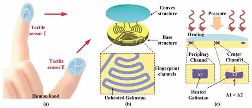 Figure 1. (a) Schematic view of flexible tactile sensor worn on hand index and thumb fingers; (b) two-layered structure of the sensor and fingerprint-patterned microfluidic channels with embedded galinstan liquid metal; (c) temperature and contact force sensing principles