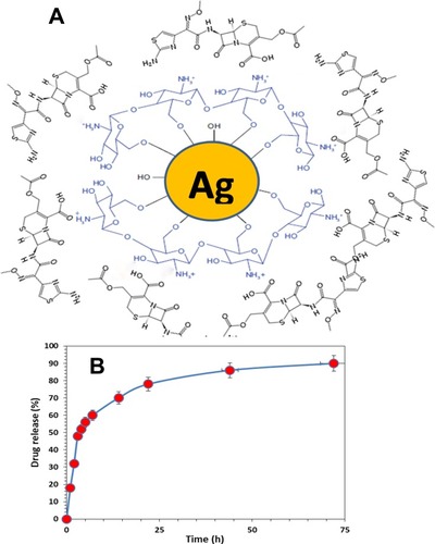 Figure 2 (A) Schematic representation of the interaction between cefotaxime, chitosan, and silver nanoparticles in the Cefotaxime-CS-AgNPs. (B) Drug release percent of cefotaxime, from the Cefotaxime-CS-AgNPs in PBS (pH = 7.4) as a release medium at 37°C.