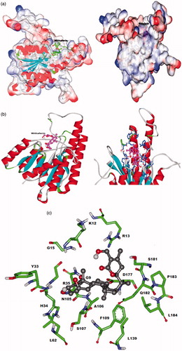 Figure 2. Predicted interaction model of withaferin A with LdPTR1 (a) space fill model of LdPTR1 with withaferin A docked to the binding site. (b) Red color shows alpha helices (spiral sheets), blue indicates beta sheets, dark blue indicates the residues interacting with withaferin A and pink indicates the withaferin A docked in the binding site. (c) Ball and stick model of the interacting residues in the LdPTR1 with the withaferin A.