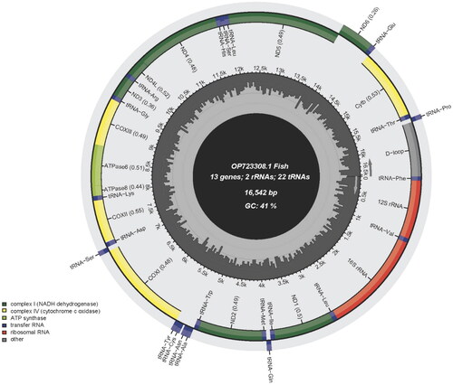 Figure 2. Gene map of the mitochondrial genome of Glyptothorax pallozonus (GenBank accession number: OP723308), with 13 protein coding genes, 22 tRNAs, 2 rRNAs, and a control region. Genes encoded on light strand and heavy strand were shown on the inner and outer sides of the ring, respectively.