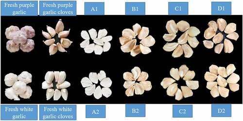 Figure 1. The images of fresh and dried white and purple skin garlic. A1. B1, C1, and D1 1illustrate the dried purple slices (FD, HD, VD and IRD); A2, B2, C2, and D2 presents the dried white slices (FD, HD, VD and IRD).Figura 1. Imágenes del ajo blanco y el ajo morado en sus variedades frescas y secas. A1, B1, C1 y D1 ilustran las rodajas moradas secas (FD, HD, VD e IRD); A2, B2, C2 y D2 muestran las rodajas blancas secas (FD, HD, VD e IRD).