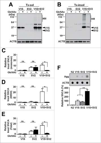 Figure 8. Alterations in accumulation of SNCA aggregates by transcellular transmission. (A to E) Western blot analysis in transgenic models with GlcNAc treatment (see also Fig. S8). (A and B) SNCA in Tx-sol (A) and Tx-insol (B) fractions. HM, high molecular weight SNCA. (C to E) Quantification of the levels of accumulated SNCA aggregates in monomeric size (C), high molecular weight (D) and total SNCA (E). The Tx-insol to Tx-sol ratio was significantly increased in double-transgenic lines, n = 5; *, P < 0.05; ns, not significant. (F) Levels of SNCA aggregates in single- and double-transgenic lines. The data were normalized to total ACTB expression, n = 5; **, P < 0.01.