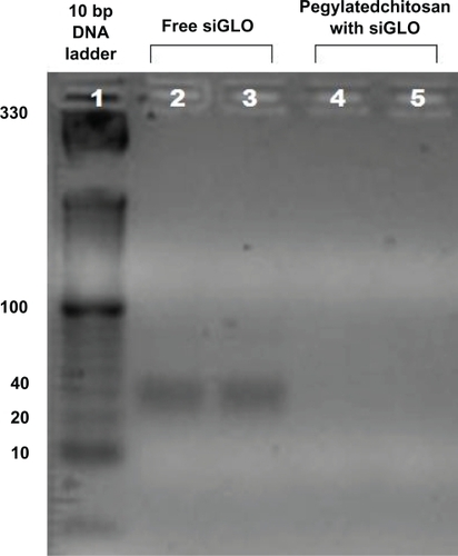 Figure 4 Gel retardation assay: lane 1) control 10 bp DNA ladder; lane 2 and 3 control siGLO, and lane 4 and 5 are PEGylated chitosan complexed siGLO at a ratio of 200:1 (w/w). In all groups the siGLO concentration was kept constant at 6 μg/mL. The disappearance of the band size at 40 bp in PEGylated chitosan complexed siGLO (lanes 4 and 5), compared to siGlO control (lanes 2 and 3), indicates the complete complexation of the siGLO.