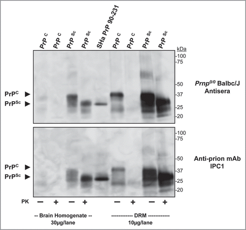 Figure 8 Antisera from Prnp0/0/Balbc/J mice immunized with purified PrPSc binds Syrian hamster prion proteins. Western blot comparing binding of antisera from a prion imunized Prnp0/0/Balbc/J to normal and infectious hamster brain homogenate (30 µg/lane), recSH aPrP(90-231); 100 ng/lane) and normal and infectious hamster brain DRM (10 µg/lane) preparations (top part). Antisera detected PK-sensitive PrPC, recSH aPrP(90-231) and PK-insensitive PrPSc in brain homogenates and DRM preparations; no other protein bands were observed. A comparative western blot showed similar binding of the monoclonal anti-prion antibody IPC1 to brain homogenate, recombinant PrP and DRM preparations (bottom part) as antisera from Prnp0/0/Balbc/J mice. PK = proteinase-K treatment (+). Protein normalization by BCA.