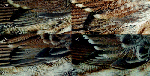 Figure 2. Primary coverts on closed wings of Dunnocks: (a) 1cy (Liverpool, UK, July); (b) 1cy (Falsterbo Bird Observatory, Sweden, August); (c) 2+cy (Cheshire, UK, October); (d) 3 + cy (Falsterbo Bird Observatory, April).