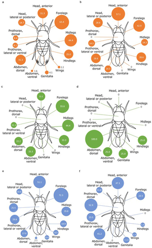 Figure 2. Frequency of Stigmatomyces infection on body parts: (a) S. majewskii on D. suzukii males (n = 320), (b) S. majewskii on D. suzukii females (n = 7), (c) S. scaptomyzae on Scaptomyza graminum males (n = 9), (d) S. scaptomyzae on Scaptomyza graminum females (n = 4), (e) S. scaptodrosophilae on Scaptodrosophila subtilis males (n = 47), and (f) S. scaptodrosophilae on Scaptodrosophila subtilis females (n = 17).