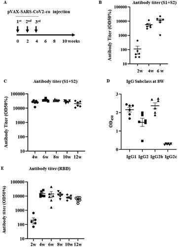 Figure 2. Humoral immune response against pVAX-SARS-CoV2-co vaccination. (A) Vaccination protocol. The pVAX1-SARS-CoV2-co was injected intradermally using PJI fortnightly for three times. Blood samples were collected every two weeks for antibody titer and subclass analysis. (B) Early (2–6 weeks after the first injection) antibody titer (half-maximum) for the recombinant glycoprotein S1 + S2 assessed using ELISA. C) Antibody titer (half-maximum) for the recombinant glycoprotein S1 + S2 (4–12 weeks) D) Immunoglobulin subclasses of the rat serum 8 weeks after the vaccine injection. The IgG subclasses in the rat sera (IgG1, IgG2a, IgG2b, and IgG2c) were analyzed using ELISA. The results were assessed at 450 nm. E) Antibody titer (half-maximum) for the recombinant spike glycoprotein RBD assessed using ELISA (2–12 weeks).