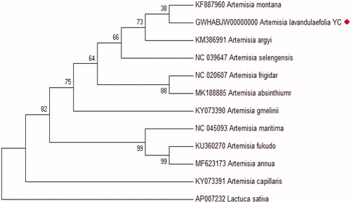 Figure 1. ML phylogenetic tree of Artemisia lavandulaefolia YC with related 11 species of the family Artemisia based on 39 chloroplast protein-coding genes using Mega 7.0 with ML method. Numbers at the nodes are bootstrap values from 2000 replicates. Lactuca sativa (AP007232) was set as the outgroup. All other sequences were downloaded from NCBI GenBank.