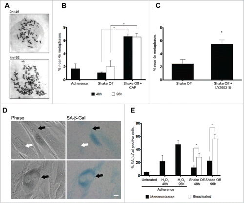 Figure 5. Binucleated cells induced by cytokinesis in suspension are arrested in G2 through a ATR/Chk1 dependent pathway and enter senescence. (A) Representative images of near 2N and near 4N metaphase spreads. (B) Frequency of near 4N metaphases in chromosome spreads obtained from exponentially growing cultures (Adherence), 48 or 96 hrs after cytokinesis in suspension in the absence (Shake Off ) or in the presence of 5 mM caffeine (Shake Off + CAF) for 6 hr prior to harvesting. Results shown are the mean ± SEM of 2 independent experiments (200-400 metaphases were analyzed per each sample). (C) Frequency of near 4N metaphases in chromosome spreads obtained 48 hrs after cytokinesis in suspension in the absence (Shake Off) or in the presence of 5 μM LY2603618 (Shake Off + LY2603618) for 6 hrs prior to harvesting. Results shown are the mean ± SEM of 2 independent experiments (200-400 metaphases were analyzed per each sample). (D) Representative images of mononucleated and binucleated cells identified by phase contrast and stained for the senescence marker β-Galactosidase (SA-β Gal). SA-β Gal positive and negative cells are indicated by black and white arrows, respectively. (E) Frequency of SA-β Gal positive cells in exponentially growing cultures (untreated), 48 or 96 hrs after H2O2 treatment of adherent cells, and 48 or 96 hrs after cytokinesis in suspension (Shake off). Results shown are the mean ± SEM of 2 independent experiments. (500-1000 mononucleated and 300-400 binucleated cells were counted per sample). *P <0.05 (Student's t-test). Scale bar = 5 μm.