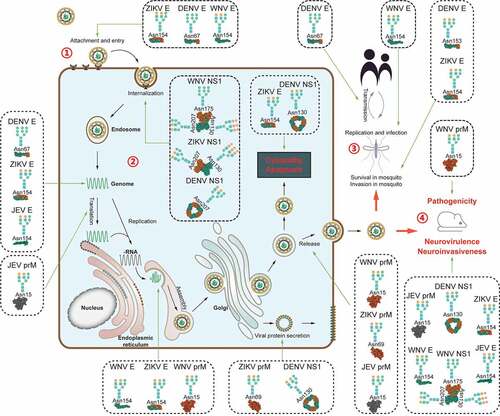Figure 1. Diverse functions of glycosylation of viral proteins from mosquito-borne flaviviruses.