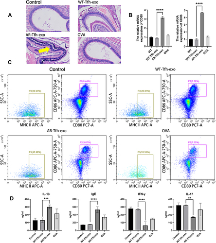 Figure 8 Results from an in vivo experiment showing the effect of AR-derived Tfh exosomes on occurrence of AR. (A) Hematoxylin and eosin staining of nasal mucosal from different group of mice. Scale bars at the bottom right of each image represent 50 µm. The area of mucosal thickening and inflammation appeared as dark blue area in the image, with one area indicated with a yellow arrow. (B) The relative mRNA expression of CD80 and CD86 in mouse nasal mucosa of various groups. The data shown are mean ± standard error of at least 3 independent experiments. (C) Flow cytometry results of the co-stimulatory molecules CD80, CD86 and MHCII in DCs. Dot plots with the label for the proportion of CD80+ CD86+ or MHCII+ cells are representative of at least three independent experiments. (D) Inflammatory factors including IFN-γ, IgE, IL-13 and IL-17 are studied in the serum of mice of various group. ** P < 0.01; *** P < 0.001; **** P < 0.0001.