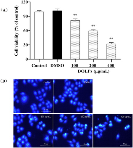 Figure 2. Effects of DOLPs on cellular viability and morphology in Hela cells. * p < 0.05, ** p < 0.01.
