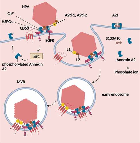 Figure 1. Annexin A2 plays a crucial role in mediating both the adhesion and transport of HPV virions. Upon infecting epithelial cells, Annexin A2 is phosphorylated and moves outside the cell. When HPV adheres to the cells, S100A10 in the A2t heterotetramer binds to the minor capsid protein L2, facilitating the process of HPV endocytosis. During transport, the major capsid protein L1 binds to CD63, and A2t binds to CD63, promoting the movement of HPV from early vesicles to multivesicular bodies.