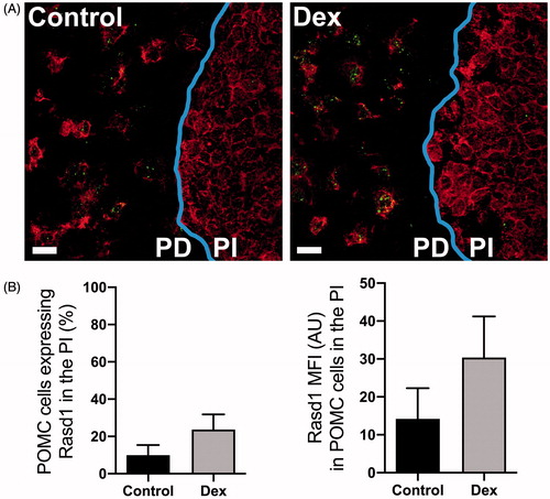 Figure 4. Dexamethasone treatment does not increase Rasd1 expression in POMC cells of the pars intermedia of the pituitary. (A) Representative photomicrographs of dual ISH for POMC and Rasd1 at the border of the pars distalis (PD) and the pars intermedia (PI) of the pituitary of mice treated with vehicle (Control) or dexamethasone (DEX), scale bar = 20 μm. (B) Histograms depicting the mean fluorescent intensity (MFI) of Rasd1 expression in POMC cells of the pars intermedia (PI). Data presented as the mean ± SEM.