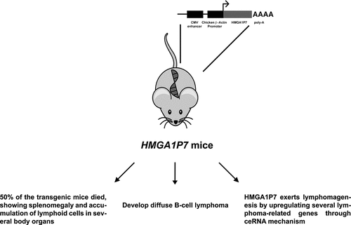 Figure 1. Main features of HMGA1P7-transgenic mice. HMGA1P7-transgenic mice showed a high mortality rate, developing a diffuse large B-cell lymphoma through HMGA1-independent ceRNA mechanism
