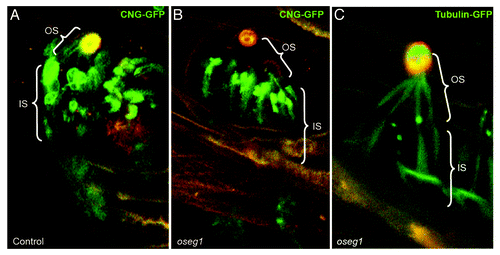 Figure 4. Oseg1/ IFT122 function in ciliogenesis. An IFT Complex A subunit, Oseg1/ IFT122, is essential for CNG channel transport into the sensory cilium. (A) In control Drosophila larvae, the sensory neurons that innervate olfactory organs (autofluorescent in orange) express CNG-Channel-GFP in both the inner (IS) and outer segment (OS). (B) In contrast to that, in oseg1/ift122 mutant larvae, the CNG-Chanel-GFP is only found in the inner segment. (C) This is a specific defect in CNG transport as Tubulin-GFP is found in both the inner and the outer segment of oseg1 mutants. Avidor-Reiss Lab, unpublished results.