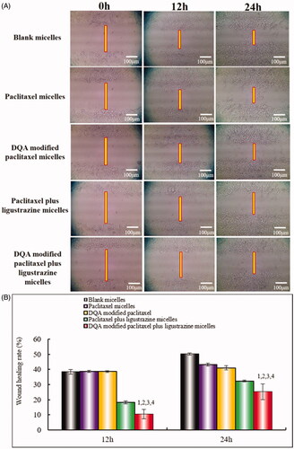 Figure 6. Blocking wound healing effects on A549 cells in vitro after incubation with the varying formulations. Notes: (A) Blocking wound healing effects; (B) Wound healing rate (%). a. Blank micelles; b. Paclitaxel micelles; c. DQA modified paclitaxel micelles; d. Paclitaxel plus ligustrazine micelles; e. DQA modified paclitaxel plus ligustrazine micelles; f. Cell invasion rate. p < .05, 1 vs Blank micelles, 2 vs Paclitaxel micelles, 3 vs DQA modified paclitaxel micelles, 4 vs Paclitaxel plus ligustrazine micelles.