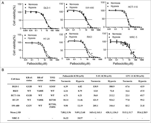 Figure 1. Hypoxia has minimal impact on colorectal cancer (CRC) cell viability after palbociclib or irinotecan treatment, as compared with 5-FU. (A) Dose-response curves of palbociclib against a panel of 5 human colon cancer cell lines under either normoxia or hypoxia, after treatment of 48 hours. (B) Tables of IC50 values with a panel of 5 human colon cancer cell lines with various molecular genetic subtypes under normoxia and hypoxia after treatment of 48 hours. Cell viability was detected with CellTiter-Glo assay. Prism statistical software was used to calculate IC50 values and plot dose-response curve. Each experiment was repeated 4 times.