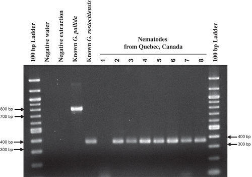 Fig. 3. Agarose gel electrophoresis for PCR using species-specific primers for testing Globodera species.