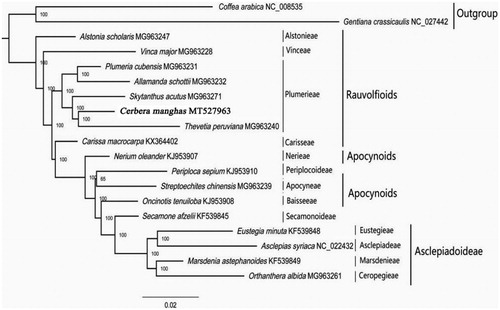 Figure 1. ML phylogenetic tree of C. manghas with 18 species was constructed by chloroplast plastome sequences. Numbers on branches are boot strap support values. (The division of tribes and subfamilies refers to the (Endress et al. Citation2018)).