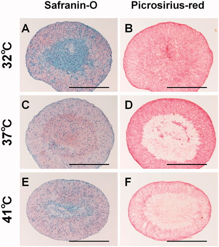 Figure 3. Histological evaluation. Representative images of safranin-O/fast green staining of the pellets cultured at (A) 32 °C, (C) 37 °C, (E) 41 °C for 21 days, and representative images of picrosirius red staining of the pellets cultured at (B) 32 °C, (D) 37 °C, (F) 41 °C for 21 days. Scale bar = 500 µm, magnification ×100, 32 °C: n = 5, 37 °C: n = 4, 41 °C: n = 5.