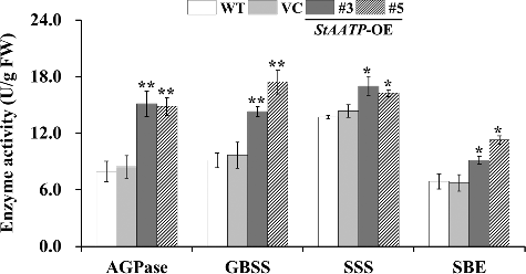 Figure 7. AGPase, GBSS, SSS and SBE enzyme activity assays in the leaves of WT and transgenic plants.