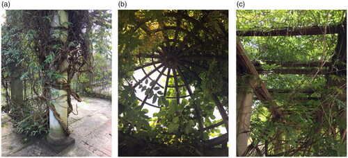 Figure 1. (a) Climbing plants wind around a pillar on the elevated north south section of the Pergola. (b) A trellised cupola adorned with foliage on the north-south section of the Pergola. (c) Old timbers thickly festooned with foliage on the western section of the Pergola.