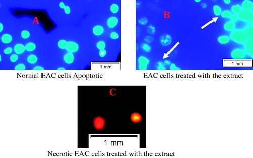 Figure 5. Fluorescence microscopic view of control and treated EAC cells. (A) EAC of normal mice shown no apoptotic features. (B) EAC cells treated with extract shown nuclear condensation, fragmentation, cell membrane blebbing, apoptotic bodies, etc, (indicated by arrows). (C) Cells undergone late apoptosis shown in PI staining. EAC cells were collected from control and treated mice on day 6. After washing with PBS all cells were stained with 0.1 µg/ml of Hoechst 33342 at 37 °C for 20 min. Then the cells were washed with phosphate buffer saline (PBS) and re-suspended in PBS for observation of morphological changes under fluorescence microscopy (Olympus IX71, Korea). Cells also stained with propidium iodide (PI) to observe necrotic or late apoptotic death.