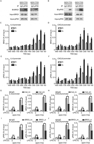 Figure 5. BRG1, recruited by MALAT1, binds to the promoter regions of IL-6 and CXCL8 loci in HCC cells in response to LPS stimulation. A, B) WB detection of the indicated proteins in input samples and in pP65- A) or BRG1- B) specific antibody immunoprecipitated samples in QGY-7701 or QGY-7703 cells with LPS (1 μg/ml) stimulation for 1 h. C, D) ChIP assay analysis for the recruitment of BRG1 to the promoter region of IL-6 C) and CXCL8 D) genes in QGY-7701 cells with LPS (1 μg/ml) stimulation for 1 h. E, F) ChIP assay analysis for the recruitment of pP65 to the promoter region of IL-6 E) and CXCL8 F) genes in QGY-7701 cells with LPS (1 μg/ml) stimulation for 1h. G, H) ChIP assay was performed to analyze the recruitment of BRG1 to promotors of IL-6 G) and CXCL8 H) in HCC cells once MALAT1 knockdown and followed by exposure to LPS (1 μg/ml) stimulation for 1 h. I, J) BRG1 si/nc treated cells further exposed to LPS (1 μg/ml) for 1 h, ChIP assay was performed to analyze the recruitment of pP65 to promotors of IL-6 I) and CXCL8 J) in HCC cells. Data are shown as mean± s.e.m. (n = 3) (C, D, E, F, G, H, I, J). Data are shown one representative experiment (A, B). Similar results were obtained in three independent experiments. * P < 0.05, ** P < 0.01.