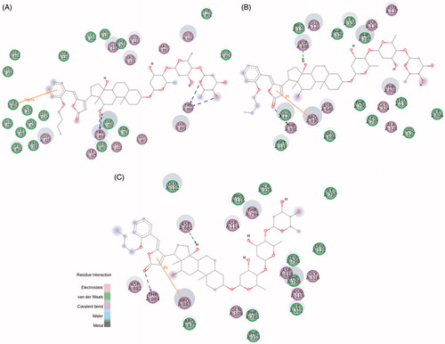 Figure 7. BD-10 molecular docking on rat NKA α1 (A), α2 (B), and α3 (C) isoforms. The green and magenta circles represent residues involved in van der Waals and polar interactions, respectively. The blue halo around the residue is proportional to the solvent accessible surface. Pi interactions are represented by an orange line and symbols indicating the specific interaction. The green dashed arrows are directed towards the electron donor and represent hydrogen bonds with amino acid main chains. The blue dashed arrows are directed towards the electron donor and represent hydrogen bonds with amino acid side-chains.