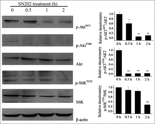 Figure 2. Inhibition of Akt and S6K phosphorylation by SN202. 786-0 cells were incubated for the indicated time periods with 10 µM SN202. Zero time samples were treated with DMSO. These cells were harvested and analyzed by Western blot using antibodies specific for either serine- or threonine-phosphorylated S6K and Akt. β-actin was used as a loading control. Results are expressed as the mean ± SEM of three independent experiments. One-way ANOVA for SN202 treatment versus the control group: *P < 0.05, **P< 0.01.