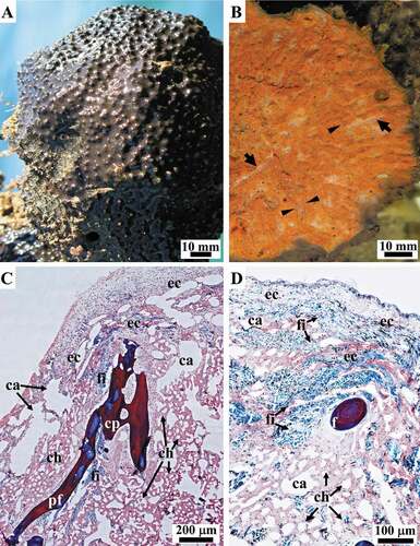 Figure 2. Sarcotragus spinosulus. Photo-macrographs in vivo and -micrographs of histological sections. (A). Habitus of a globular massive sponge with brownish surface, conules and a few oscules. (B). Body architecture (inner view, cross-section) with spiny brownish surface covered with conules, a dense, orange extracellular matrix with scattered whitish aquiferous canals (arrows) and orange-brownish ascending, more or less radial, primary skeletal fibres (arrowheads). (C-D). General views of ectosomal (ec, outer) and choanosomal regions (ch, inner) with evident canals (ca), primary fibres (pf), cribrose plate (cp), filaments (fi). (C-D LM, Masson trichrome)