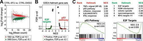 FIG 4 SJSA transcriptional response to 5-FU. (A) MA plot comparing RNA-Seq data from shCTRL SJSA cells after 5-FU treatment (versus DMSO control). (B) Plot of FDR versus the normalized enrichment score (NES) based upon GSEA from RNA-Seq data (shCTRL cells, 5-FU versus DMSO). The dashed line represents 0.1 FDR cutoff. As expected, stress response (e.g., p53 pathway) gene sets are enriched, whereas proliferative gene sets (e.g., G2/M checkpoint) are reduced in 5-FU treated cells. (C) Top five ranked positively and negatively enriched gene sets and GSEA plots for p53 pathway and E2F targets.