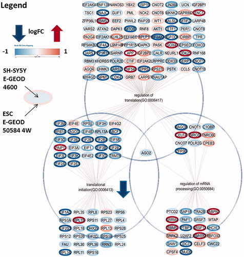 Figure 2. Significantly changed gene expression from E-GEOD 50584 4W (ESCs) and E-GEOD-4600 (SH-SY5Y) of the neuronal cell group, which are related to mRNA processing and translation initiation factors. Note that, although the different expression level is lower in SH-SY5Y cells, in both datasets transcriptional initiation related genes are dominantly downregulated in RTT samples.