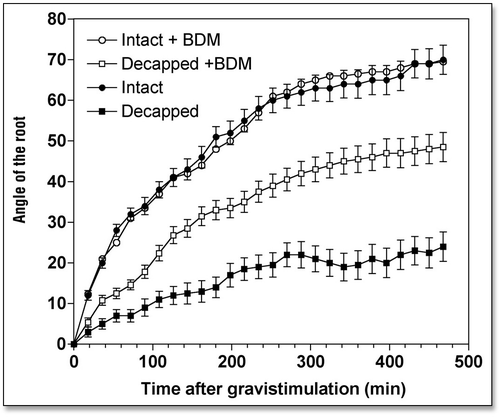 Figure 4 Effects of 2,3-butanedione monoxime (BDM) (1 mM for 4 h) on the kinetics of gravibendings of intact and decapped maize roots. Values are means ± SE, n = 15.