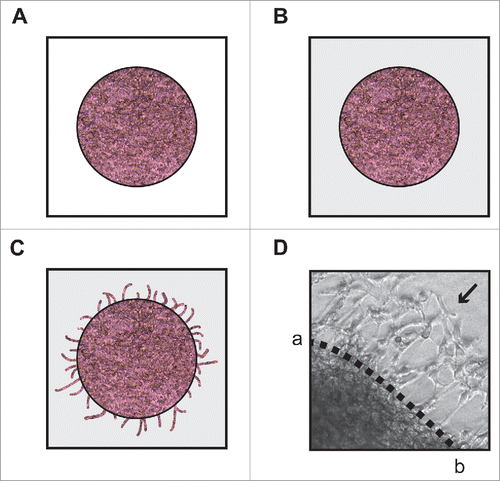 Figure 2. Diagrammatic illustration of the spherical invasion assay. (A) The first layer is comprised of DMS 114 cells mixed in a 1:1 suspension with phenol-red containing Matrigel (light pink area). After 18 hours, DMS 114 cells grow and extend up to the boundary of this first layer. (B) After 24 hours, a second layer of 1:1 solution phenol-red free Matrigel, in phenol-red free RPMI (gray area) is added on top of the first Matrigel spot. The cells are incubated for 24 hours at 37°C. (C) After 24 hours, DMS 114 cells invade into the secondary Matrigel layer. The chamber slides are observed by phase contrast microscopy. (D) A representative photograph of untreated DMS 114 cells is shown. The black arrow indicates the vessels in second layer. The dotted line ab is taken as the interface between the two layers. The distance to which the cells have traveled (into the secondary Matrigel layer) is measured at seven sites (for each photograph) in a randomized double blind fashion by three independent observers, using NIH Image J Version 1.47. This process is repeated for three separate photographic fields per sample.