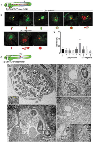 Figure 2. Types of Salmonella-containing vesicles in professional phagocytes. (a) Regions of interest (blue squares) for confocal images of infected phagocytes in the blood circulation in b. (b) Representative confocal micrographs for 6 distinctive patterns of GFP-Lc3 association with mCherry-expressing S. Typhimurium (bi-bvi) and 3 types of Lc3-negative cases (bvii-bix) observed in motile phagocytes in the tail and yolk sac regions at 4 hpi following systemic infection by caudal vein injection. Under each image the symbolic representation of the pattern is shown. Dotted lines outline the cellular boundaries of the phagocytes and yellow arrows point towards GFP-Lc3 association with bacterial cells. (c) Quantification of types of Lc3-positive and Lc3-negative Salmonella associations observed in b. Percentages of the 9 types of Lc3-positive and Lc3-negative vesicles were determined from images of Salmonella-infected phagocytes and averaged from 5 embryos (n > 30 Lc3+/Lc3− Salmonella associations per embryo, 196 in total). Error bars represent the SD. (d) Region of interest (blue square) in subcutaneously infected embryos for image acquisition through TEM in e to j. (e) TEM micrograph of a heavily infected macrophage with phagocytosed S. Typhimurium at 4 hpi, located in the lumen underneath the epidermis. Cytoplasm and nucleus (n) of the cell are pushed towards the cellular periphery and a large number of phagocytosed S. Typhimurium cells (S.T) are centrally contained in a large phagosomal compartment. The long white arrow indicates a dividing bacterial cell. The short thick white arrows indicate examples of dissociating Salmonella cells recognized by the retraction of the cytoplasm from the inner membrane. The black arrow indicates phagocytosing activity of the macrophage which is enlarged in e’. The yellow arrows in e’ point to membrane ruffles of the macrophage formed to enclose extracellular S. Typhimurium (1 and 2). Figure S1 shows a broader view of this macrophage in the tissue context. (f) TEM micrograph showing two S. Typhimurium-containing compartments. The larger compartment (long arrow) contains cellular debris in addition to bacterial cells (S.T1 and S.T2). The lumen of the smaller vesicle (short thick arrow), which holds a single bacterium (S.T3), is clean. The nucleus (n) and a mitochondrion (mt) in close vicinity of the bacterial compartments are indicated. (g) TEM micrograph of S. Typhimurium (S.T1) inside a multi-vesicular body (MVB, long arrow). The short thick arrow indicates a cytoplasmic Salmonella cell (S.T2) with intact outer and inner bacterial membrane. (h) TEM of S. Typhimurium (S.T1) inside a vesicle that forms tubular extensions into the cytoplasm (arrows). (i) TEM showing S. Typhimurium cells (S.T1 and S.T2) inside two single membrane-bound compartments. The presence of ribosomes (arrow) in the internal environment suggests membrane damage. (j) TEM of three S. Typhimurium (S.T) cells in the cytoplasm, one of which (S.T1) is replicating. Scale bars: b = 5 μm, e-j = 2 μm, e’ = 1 μm.