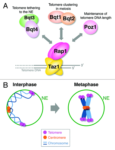 Figure 1.S. pombe telomeres are dissociated from the NE at M phase. (A) Telomere-binding proteins and their functions. (B) Telomeres are moderately clustered and are tethered to the NE in interphase. After entry into mitosis, telomeres are dissociated from the NE, and telomere clustering breaks down. For simplicity, only two chromosomes are shown.