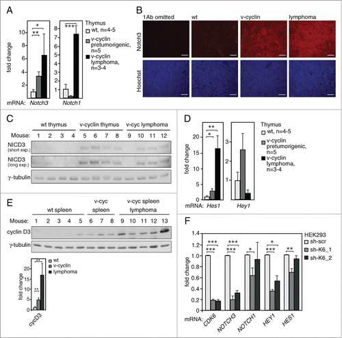 Figure 6. Notch signaling is induced in v-cyclin expressing pre-tumorigenic thymi and lymphomas. (A) Notch3 and Notch1 mRNA expression levels in the pre-tumorigenic thymi of 5-week old littermate control (wt, n = 5) and Eμ-v-cyclin (v-cyclin, n = 5) mice, and in Eμ-v-cyclin thymic lymphomas (n = 3). (B) Immunohistochemistry with anti-Notch3 antibody (red) and counterstained with Hoechst (blue) of the thymi in (A). Sections stained without the primary antibody (1Ab omitted) were used as a control. (C) Immunoblotting with antibodies against NICD3 from cell extracts prepared from pre-tumorigenic thymi of control (wt, n = 4) and Eμ-v-cyclin (v-cyclin, n = 4) mice, and from Eμ-v-cyclin thymic lymphomas (n = 4). γ-tubulin served as a loading control. (D) Notch pathway target Hes1 and Notch1 mRNA expression levels in the thymi in (A). (E) The membrane analyzed inFigure 2C was further immunoblotted with anti-cyclin D3 antibodies and the expression levels were analyzed in splenocytes of Eμ-v-cyclin (v-cyc) and control mice (wt), as well as lymphoma cells isolated from the v-cyclin spleens. Quantification of the signal normalized to γ-tubulin is shown in the lower panel. (F) qRT-PCR analysis of CDK6, NOTCH3, NOTCH1, HEY1, and HES1 in 293HEK cells transduced with lentiviruses expressing scrambled shRNA (scr) or 2 different shCDK6 (sh-CDK6_1 and sh-CDK6_2). Error bars in (A) and (D–F): s.e.m., n = 2–4. p-values: *P < 0.05, **P < 0.01, ***P < 0.001.